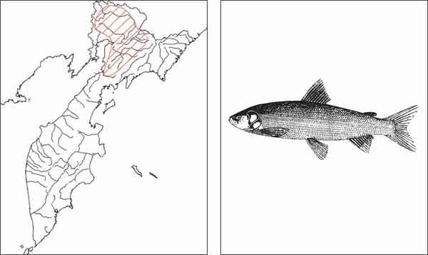 Рыбы Камчатки: Пенжинский омуль Coregonus subautumnalis Kaganowsky in Berg, 1932