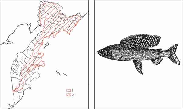 Рыбы Камчатки: Камчатский хариус Thymallus mertensii Valenciennes in Cuvier et Valenciennes, 1848