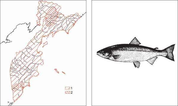 Рыбы Камчатки: Чавыча Oncorhynchus tschawytscha (Walbaum, 1792)