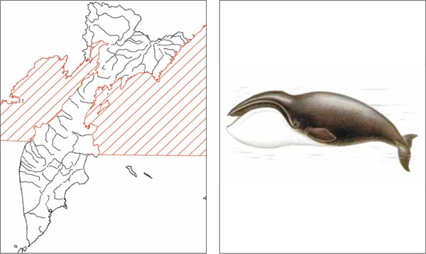 Млекопитающие Камчатки: Гренландский кит Balaena mysticetus Linnаeus, 1758