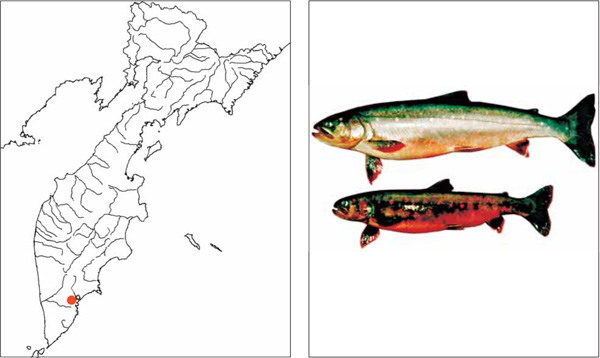 Рыба голец🐟: фото и описание. Как выглядит голец👍, чем питается и где водится