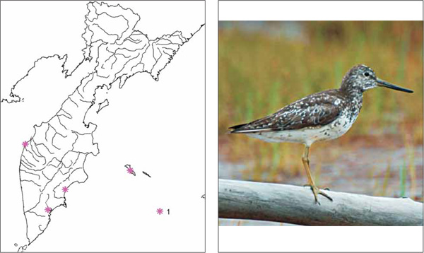 Птицы Камчатки: Охотский улит