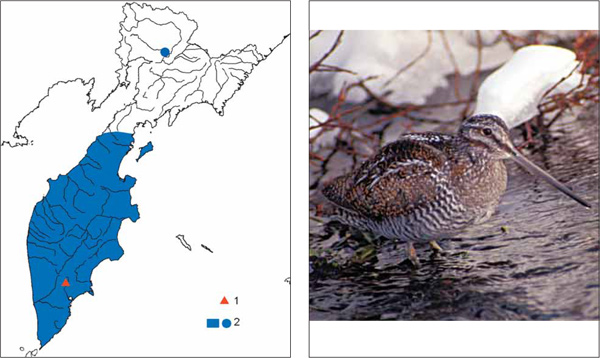 Птицы Камчатки: Горный дупель Gallinago solitaria
