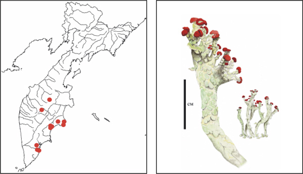 Лишайники Камчатки: Кладония зернышковая Cladonia granulans