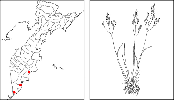 Растения Камчатки: Полевица паужетская Agrostis pauzhetica